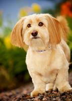 Oliver: Dachshund Mix