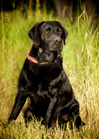 Ben: Black Lab