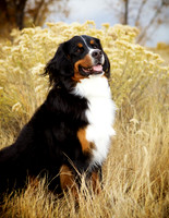 Little: Bernese Mountain Dog