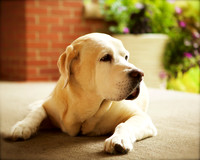 Tag: Labrador Retriever