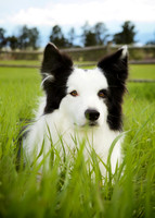 Jasmine: Border Collie
