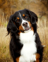Little: Bernese Mountain Dog