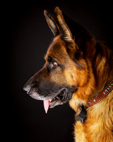 Forbes: German Shepherd