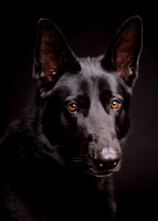 Sage: Black German Shepherd