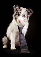 Ullr: Border Collie Puppy