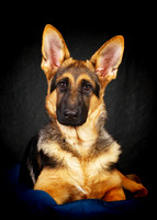 Vega: German Shepherd Puppy