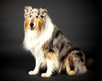Charlie: Collie