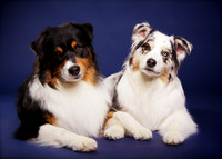 Maddie & Gibbs: Australian Shepherd