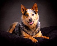Lucy Blu: Cattle Dog