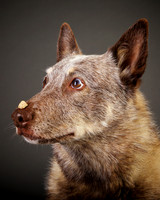 Angelyne: Cattle Dog