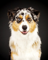 Ilka: Australian Shepherd