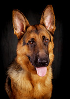 Lobo: German Shepherd