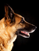 Daisy: German Shepherd