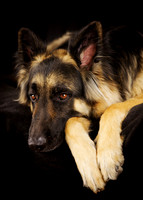 Hieronymous: German Shepherd