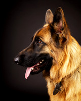Fergie: German Shepherd