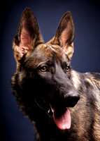 Bane: German Shepherd