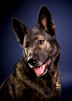 Val: German Shepherd