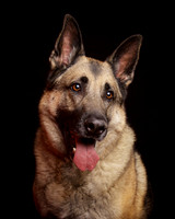 Duke: German Shepherd