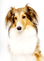 Ladybug: Shetland Sheepdog