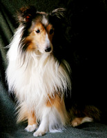 Casey Jones: Shetland Sheepdog