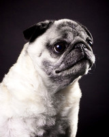 Peanut: Pug