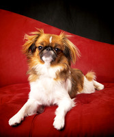 Ginger: Pekingese