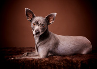 Grover: Hairless Chihuahua