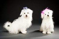 Andi & Sissy: Maltese Pups
