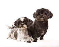 Bodie & Desi: Shih Tzus