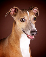 Romeo: Italian Greyhound