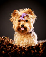 Mitzi: Yorkie