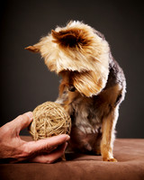 Spike: Yorkie