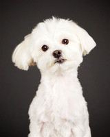 Chloe: Maltese