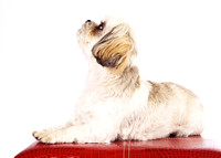 Clementine: Shih Tzu