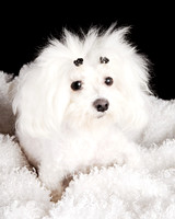 Elsa: Maltese