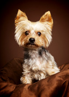 "L": Yorkie