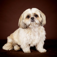 Match: Shih Tzu