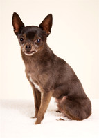 Max: Chihuahua