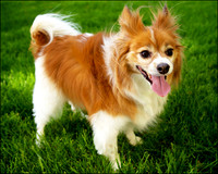 Jasper: Papillion