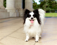 Zoey: Papillion