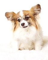 Bella: Papillion