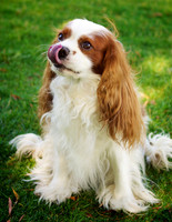 Jerome: King Charles Spaniel