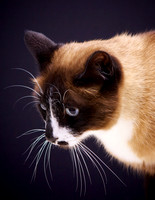 Youjik: Siamese Mix