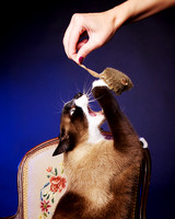 Youjik: Siamese Mix