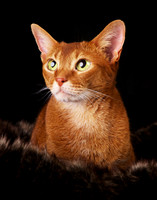 Zen: Abyssinian