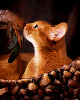 Zen: Abyssinian