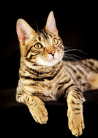 Percy: Bengal
