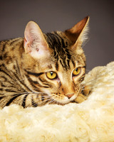 Percy: Bengal