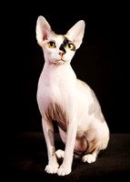 Quai: Sphynx