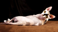 Quai: Sphynx